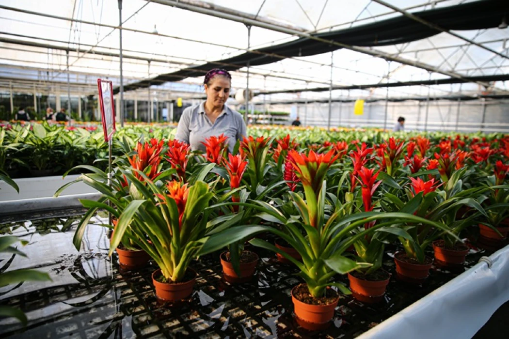 Çiçekçilerde 2026 yılbaşı hareketliliği