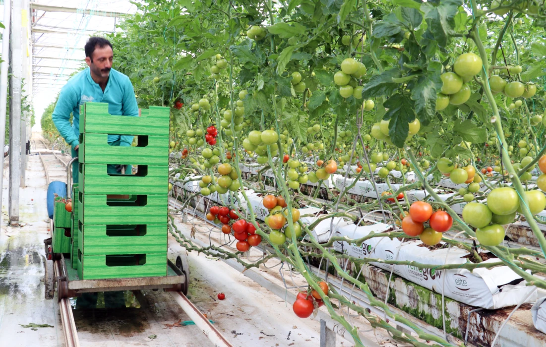 Kar altında domates yetiştiriyorlar
