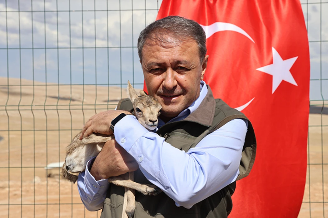 Şanlıurfa'da türkülere konu olan ceylanların sayısı artıyor