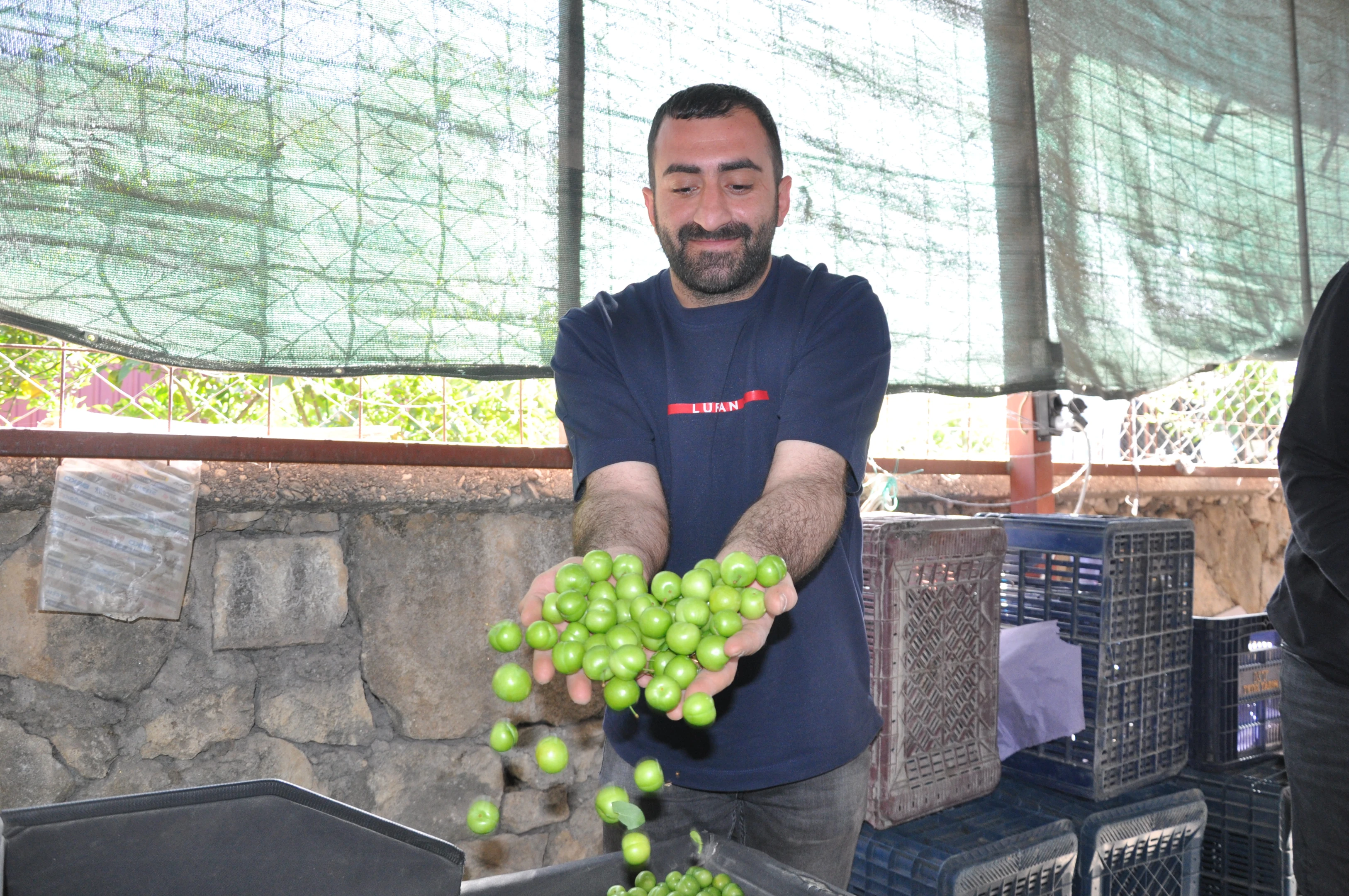 Örtü altı erik hasadı başladı