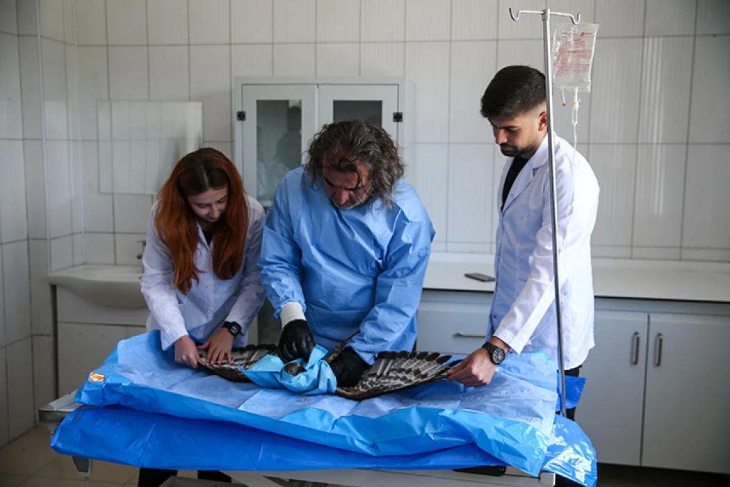 Van'daki rehabilitasyon merkezi kuşların yaralarını sarıyor