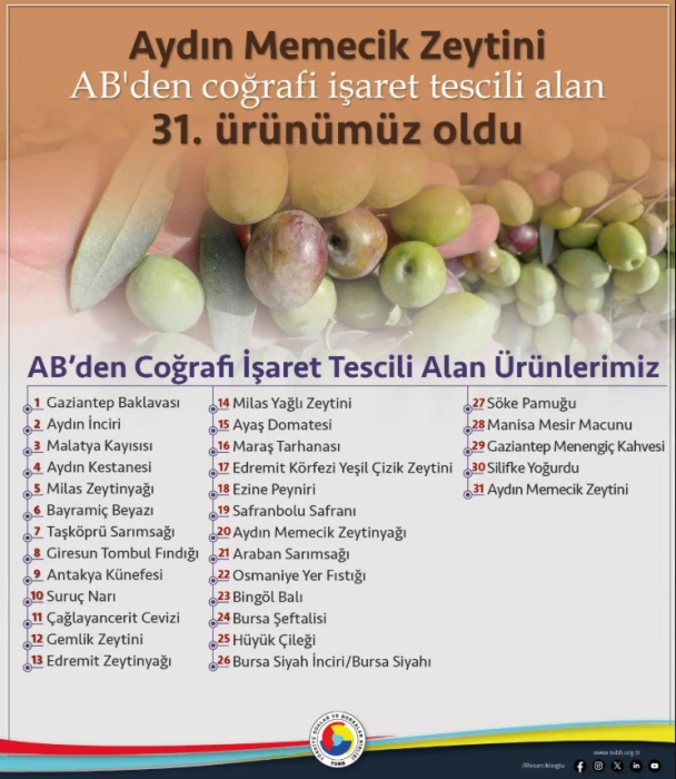 Aydın Memecik Zeytini AB’den coğrafi işaret aldı