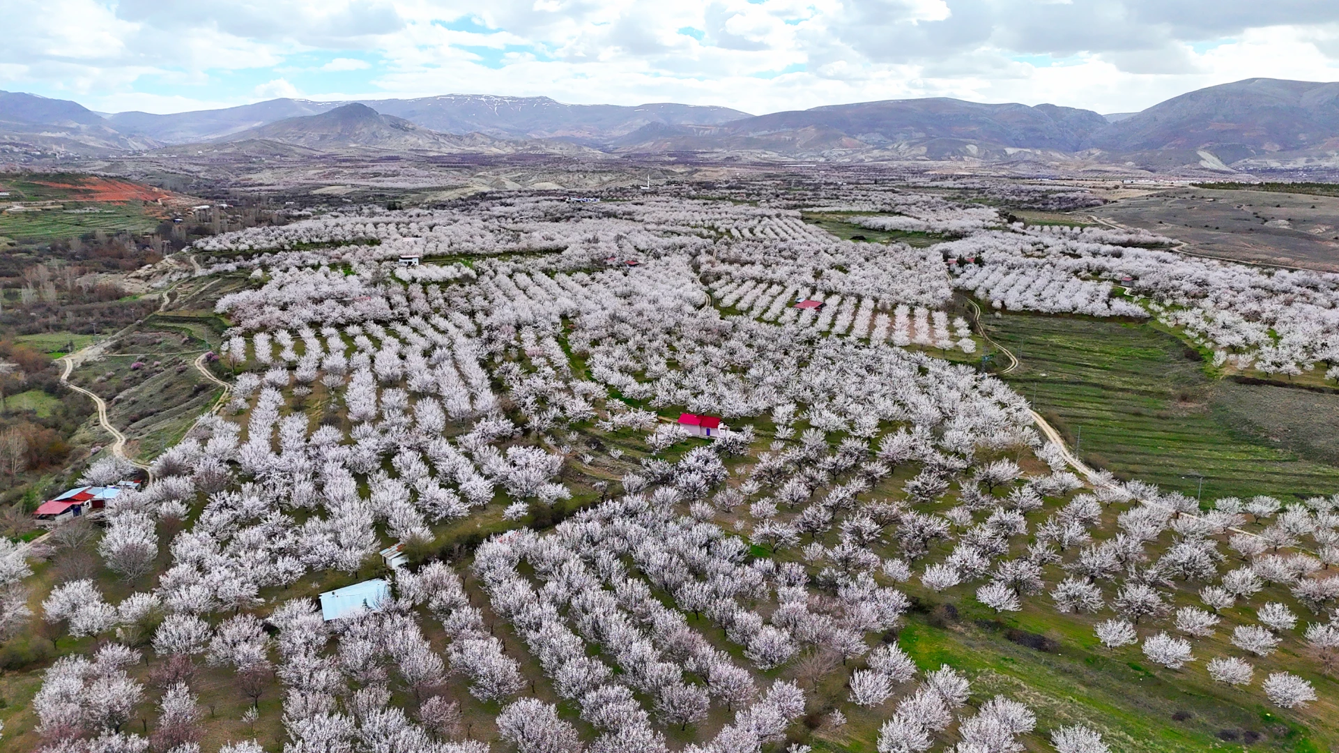 Malatya’da 2 milyon kayısı ağacı çiçek açtı: Darende beyaza büründü
