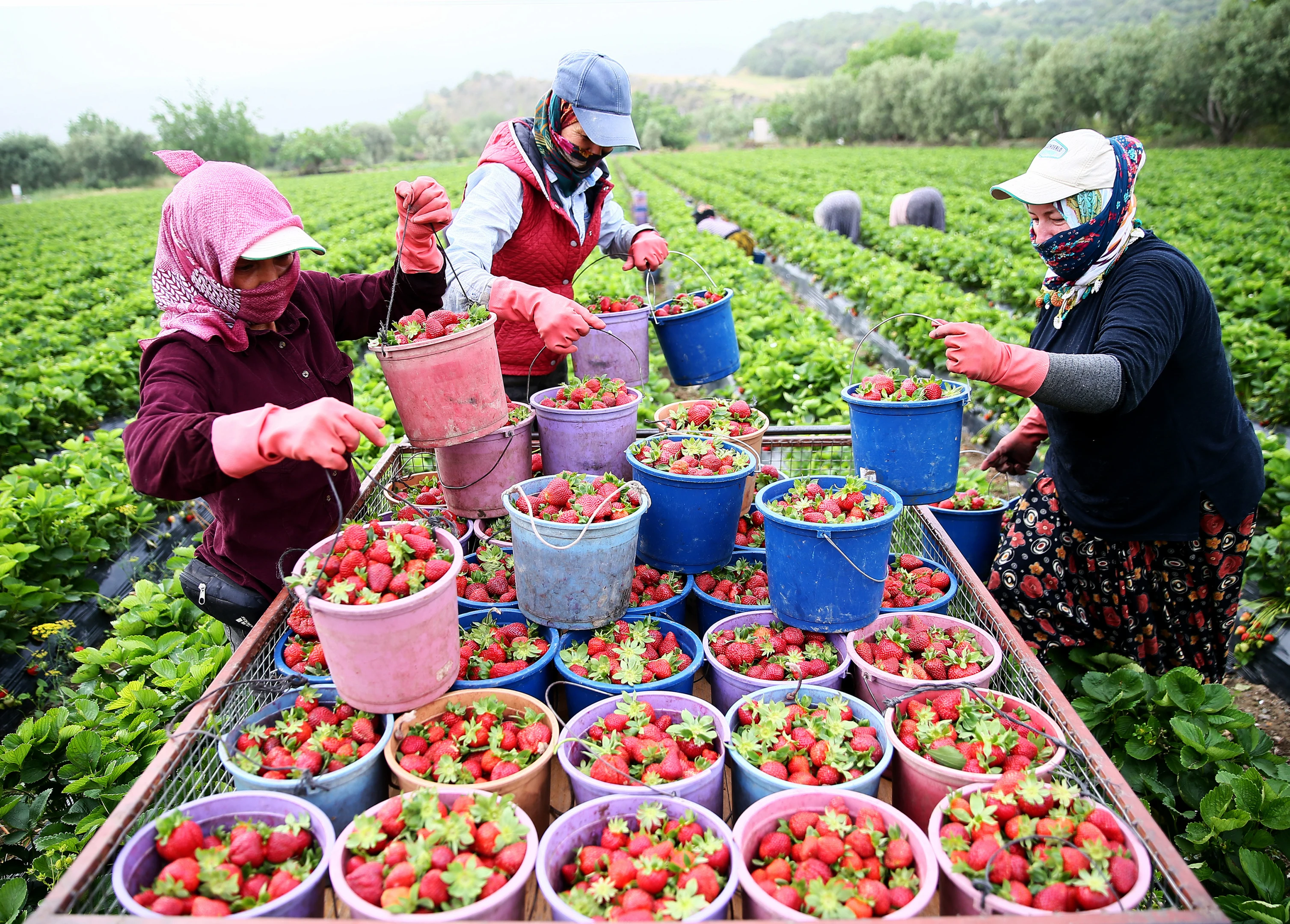 Girdi maliyetleri üreticiyi zorluyor! Bölgesel merkez hedefi için destekler sürmeli