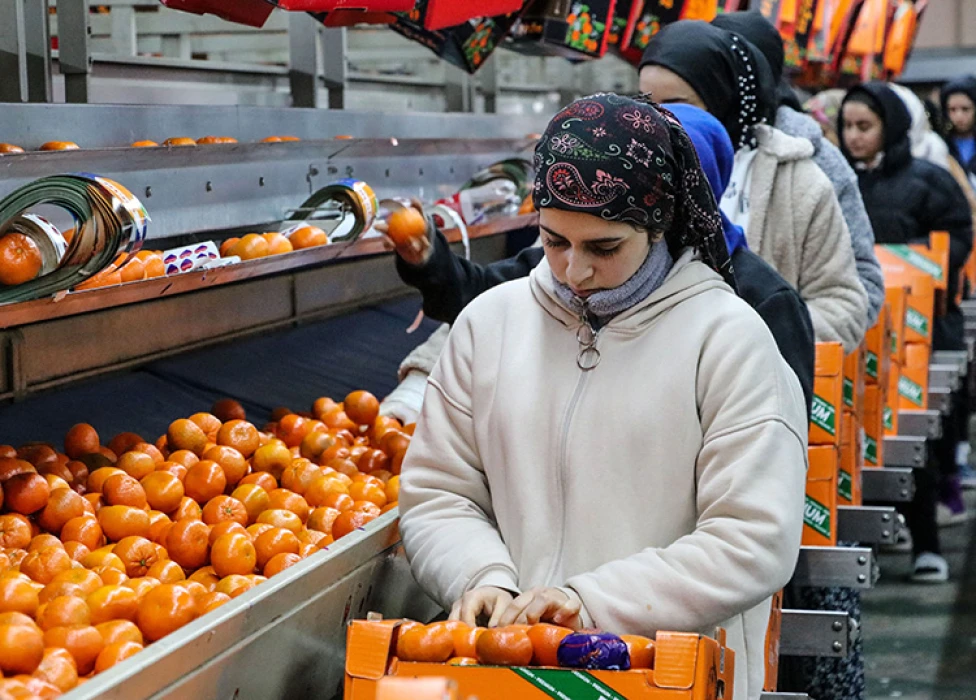 Narenciye ihracatı 2025'te Türkiye'ye 1,48 milyar dolar kazandırdı
