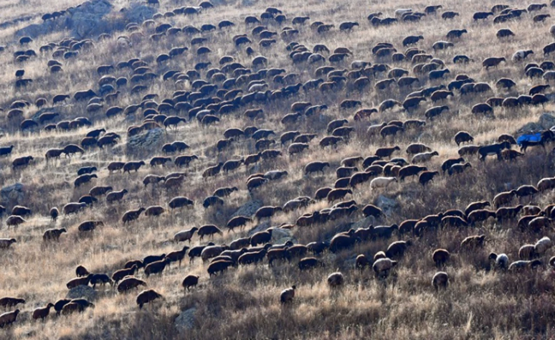 Kars yaylalarındaki göçerlerin dönüş yolculuğu sürüyor: 20 gün sürecek zorlu geçiş başladı