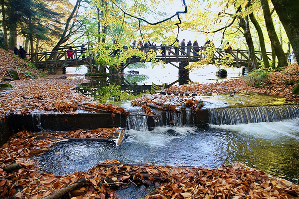 Sonbahar renklerine bürünen 'orman denizi' Yedigöller'de ziyaretçi yoğunluğu