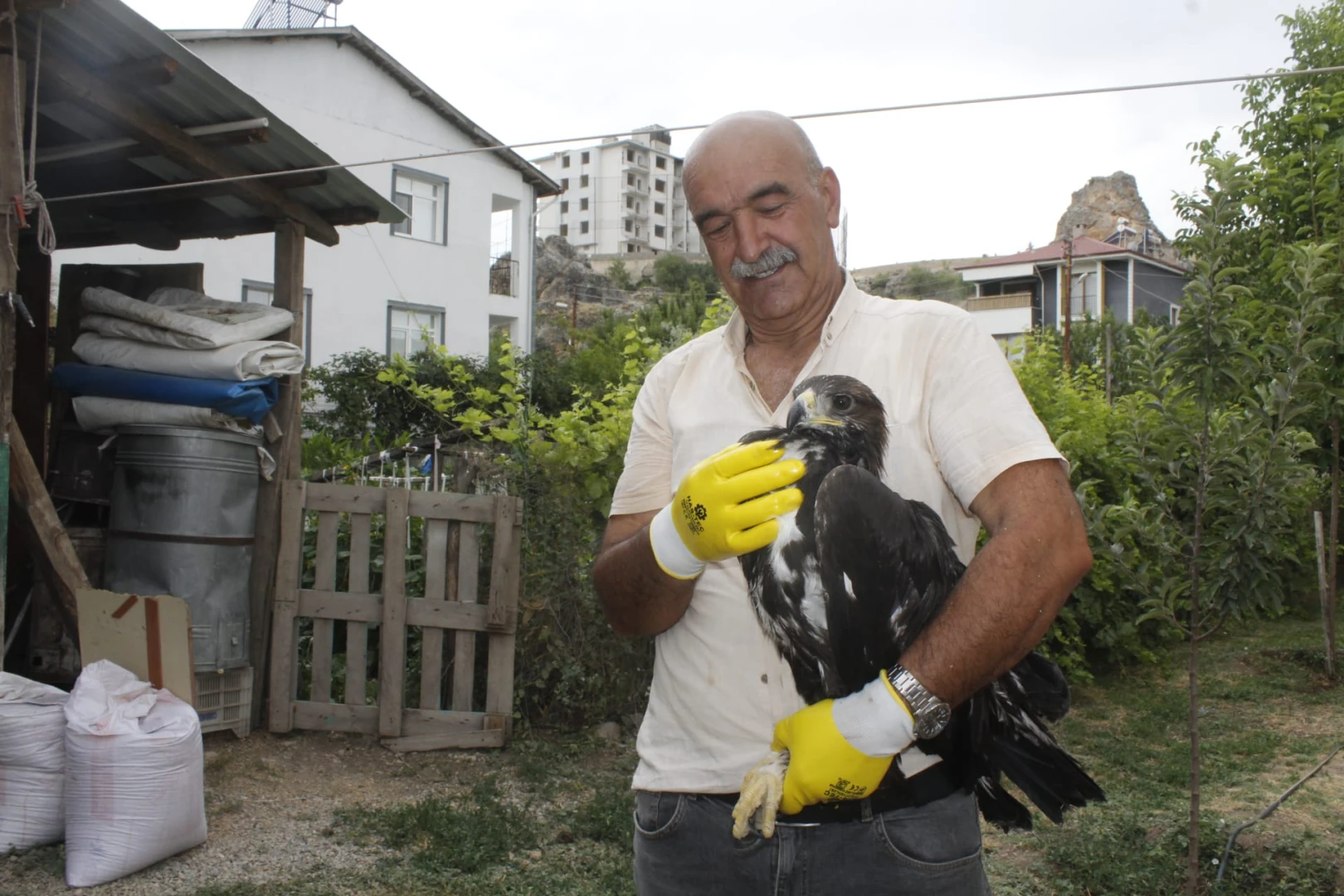 Türkiye'de kaya kartalı göründü! Bitkin olan hayvan koruma altına alındı