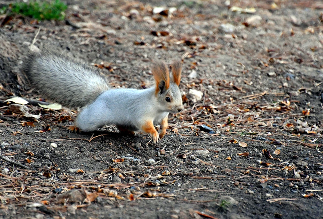 Kars'ta millet bahçesi yabani kuşlar ve sincaplarla renklendi