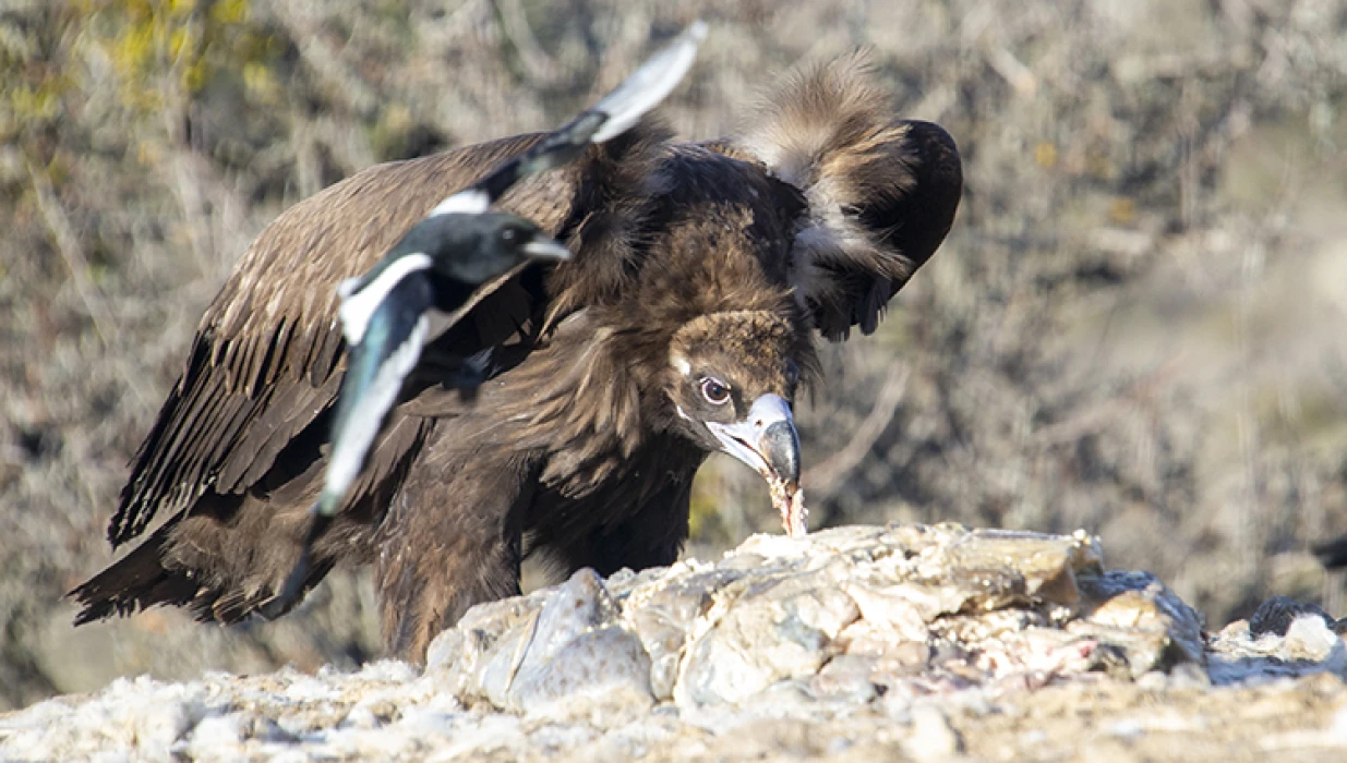 Akbabaların izi Bolu’da sürülüyor: Dört tür aynı istasyonda gözlemleniyor