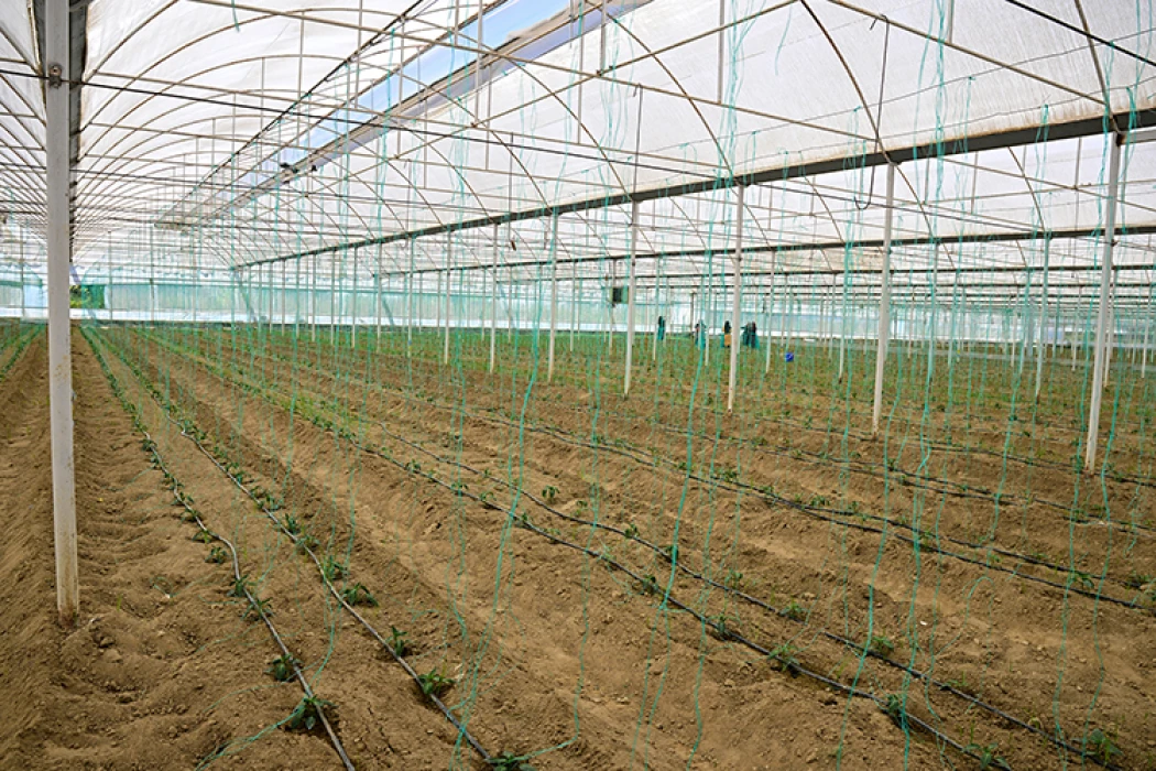 Batı Akdeniz'de hububat sektörünün ihracatı yüzde 136,65 arttı