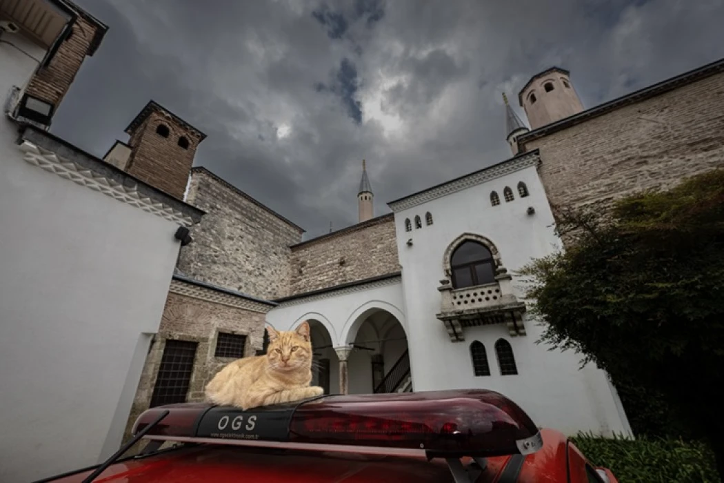 Topkapı Sarayı'nın kedi kapısı, Mülayim'in torunu Şerbet'le yeniden hayat buldu