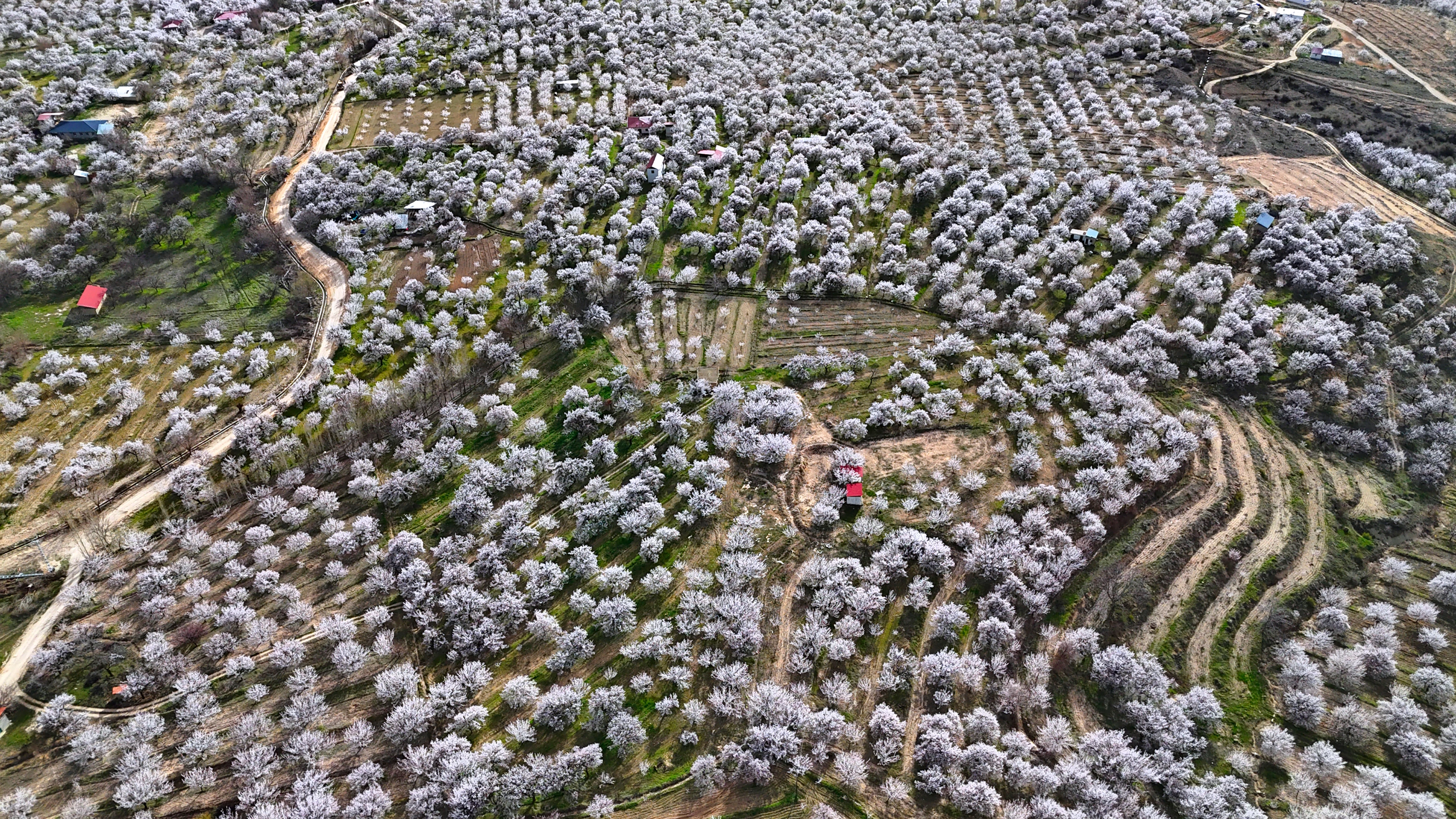Malatya’da 2 milyon kayısı ağacı çiçek açtı: Darende beyaza büründü