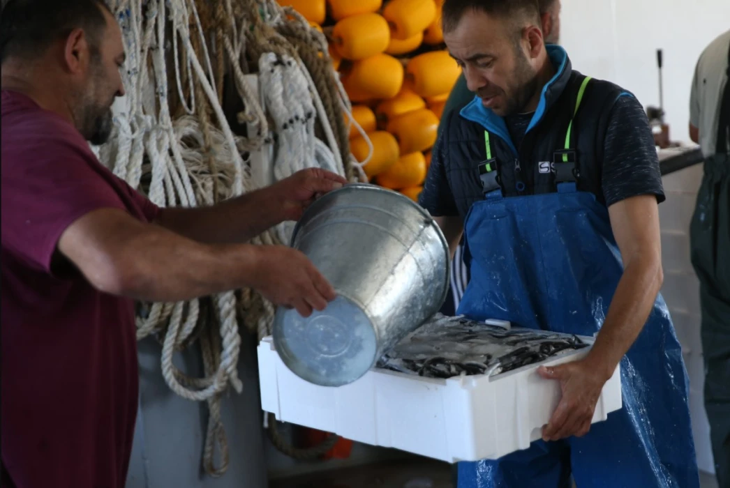 Balıkçılar kasa kasa hamsiyle döndü