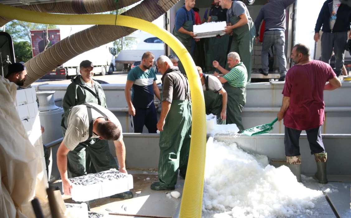 Balıkçılar kasa kasa hamsiyle döndü