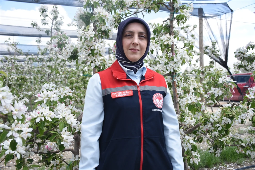 Elma bahçelerinde biyoteknik mücadele sayesinde ilaç kullanımı azaldı
