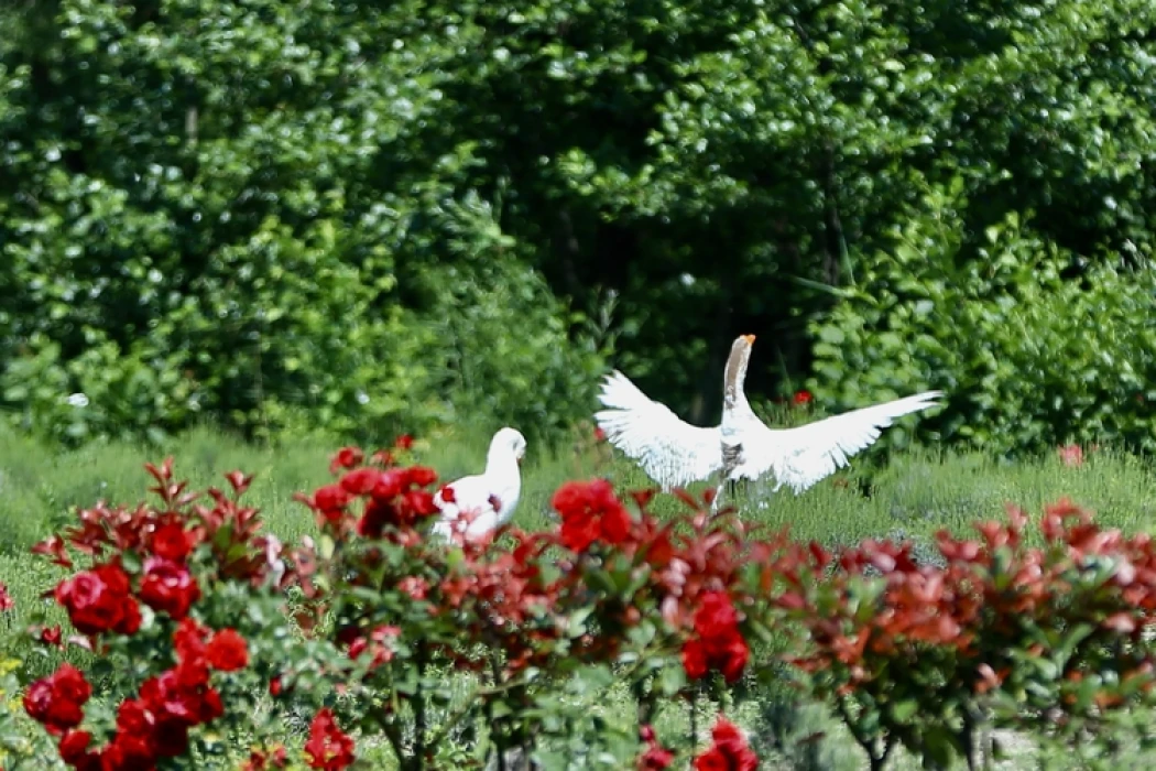Bayramda mavi yeşil yolculuk! Sakarya ve Düzce hazır