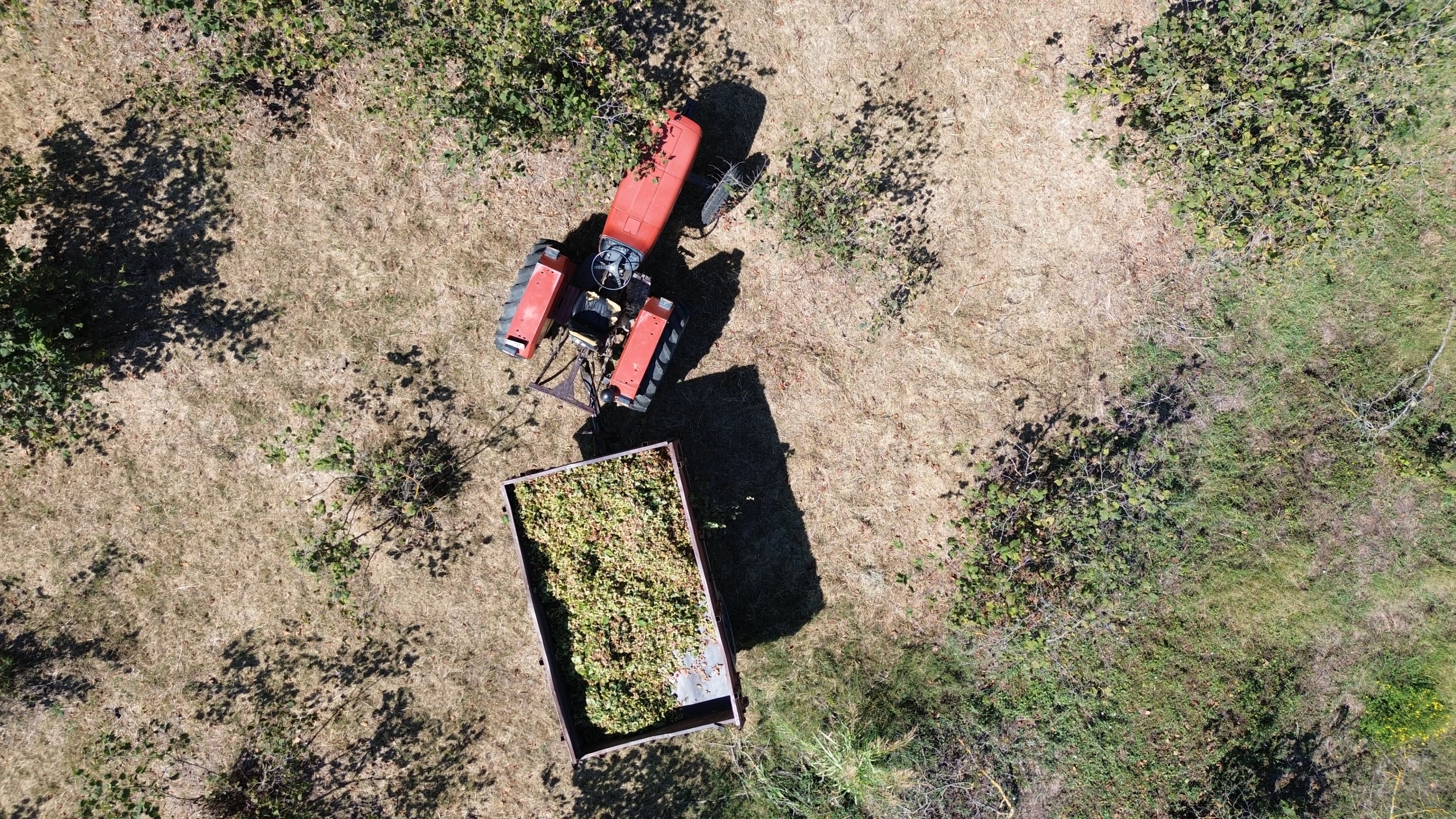 Karadeniz'de fındık hasadına devam ediliyor