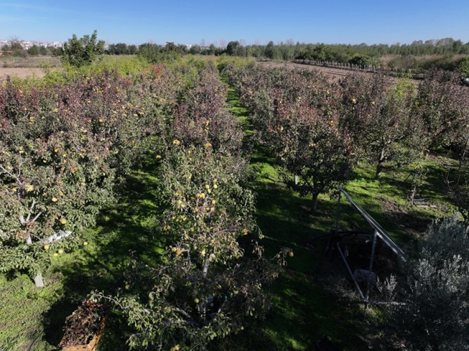 Edirne'de devlet desteğiyle yaygınlaşan meyve bahçeleri çiftçilere alternatif gelir kaynağı oluyor