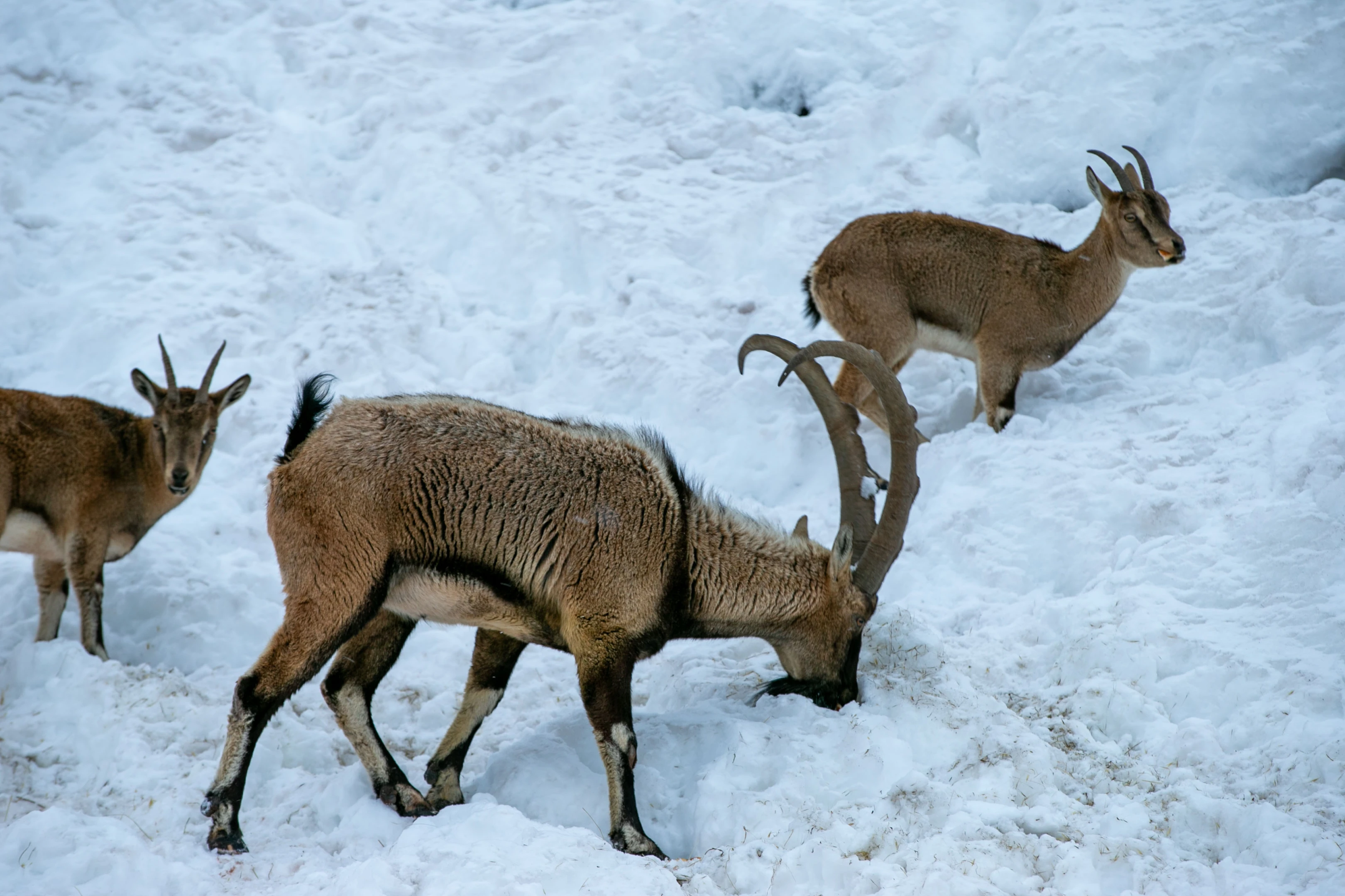 Adıyaman’da kar nedeniyle dağ keçileri için yem bırakıldı