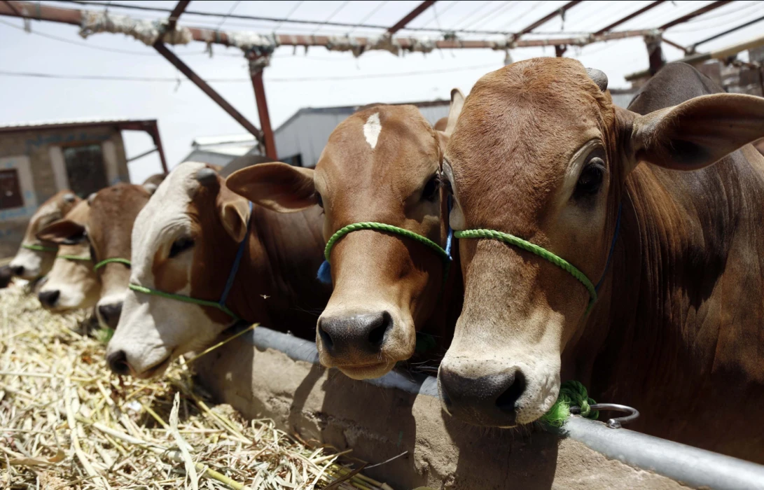 Kurban için tedbirler erkenden alındı: Kurbanlıklar 11 Mayıs'ta geliyor