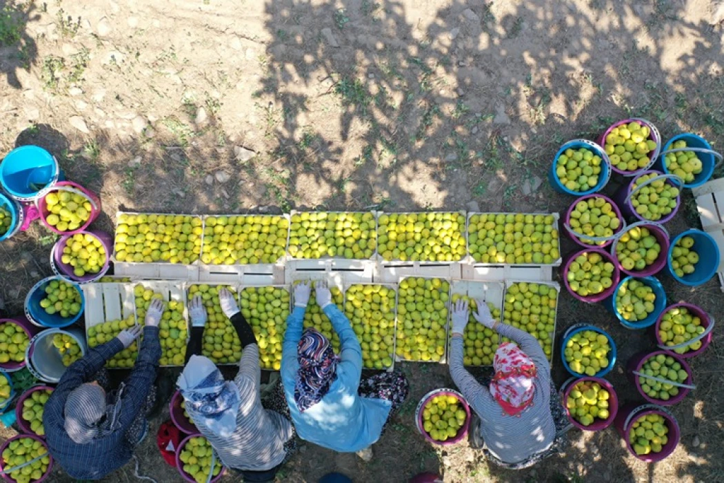 AB tescilli Aydın incirinde bunaltıcı sıcağa rağmen umutlu hasat