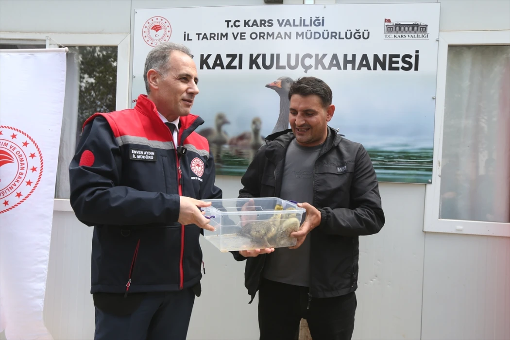 Kars'ta kaz varlığını artırma projesinde ilk palazlar kuluçkadan çıktı