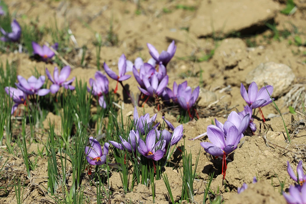 Karabük'te 'Safran İmecesi' etkinliği düzenlendi
