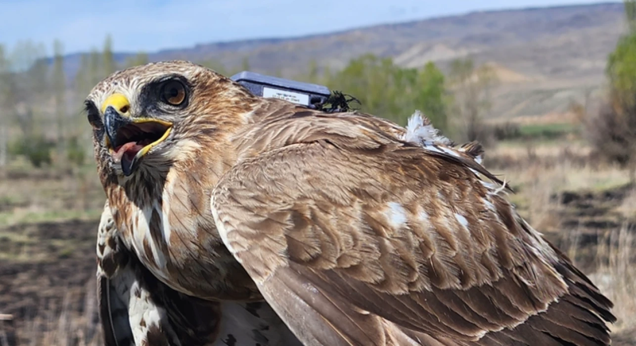 Bozkır şahini 2,5 yılda 28 ülke dolaştı: 103 bin kilometrelik göç yolculuğu kaydedildi