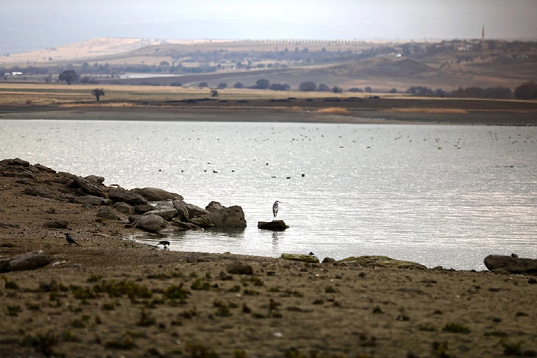 Elazığ'daki Cip Baraj Gölü farklı türde binlerce göçmen kuşu ağırlıyor