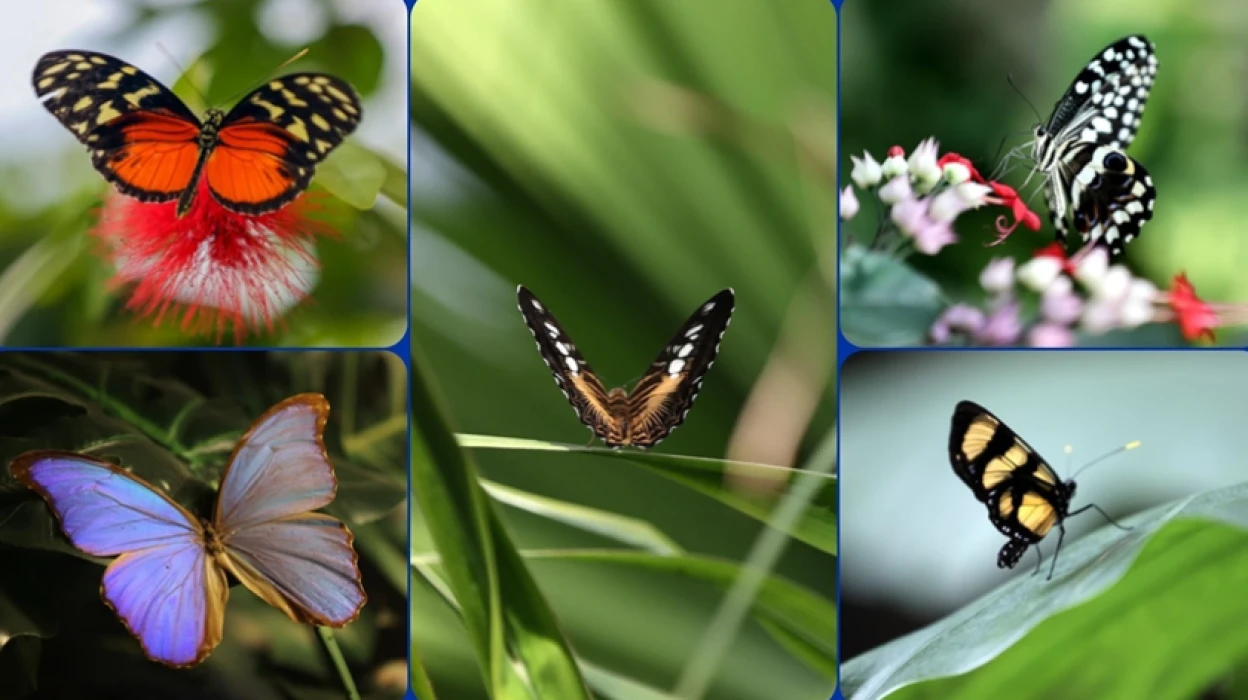 Şebiarus ziyaretçileri kelebeklerin tropikal dünyasını da keşfedecek