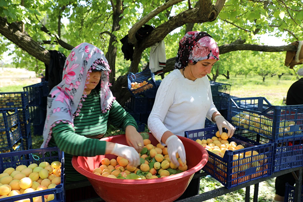 Iğdır kayısısı Avrupa, Rusya, Gürcistan ve Azerbaycan'a ihraç ediliyor: Hasat başladı