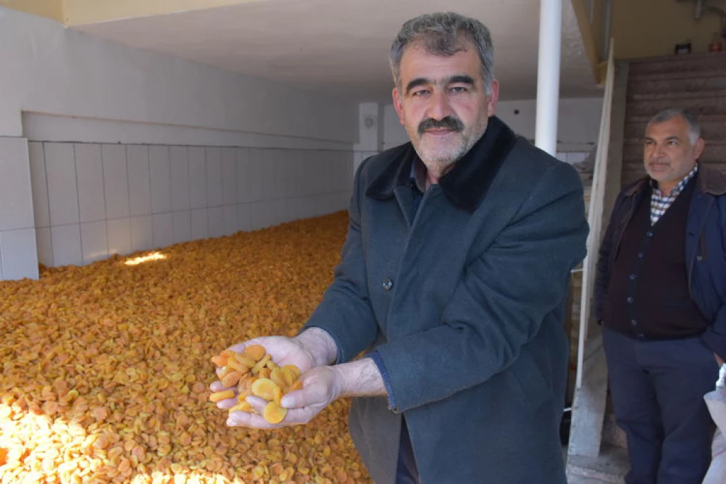 Malatya ekonomisinin can damarı kayısı pazarında hareket başladı