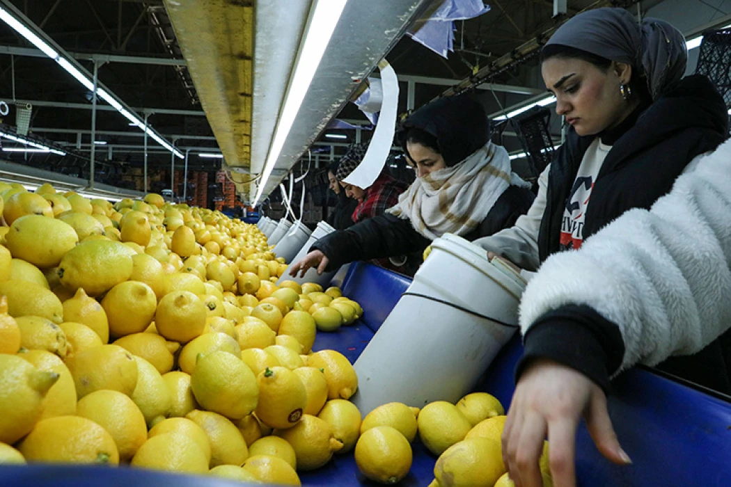 Narenciye ihracatı 2025'te Türkiye'ye 1,48 milyar dolar kazandırdı