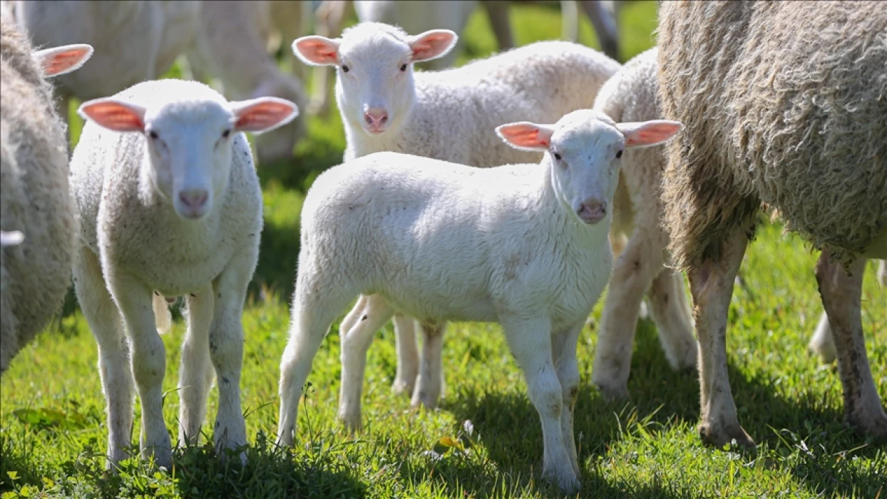 TİGEM Karacabey’de kuzu doğumlarında ikizlik oranı yüzde 40’ı aştı