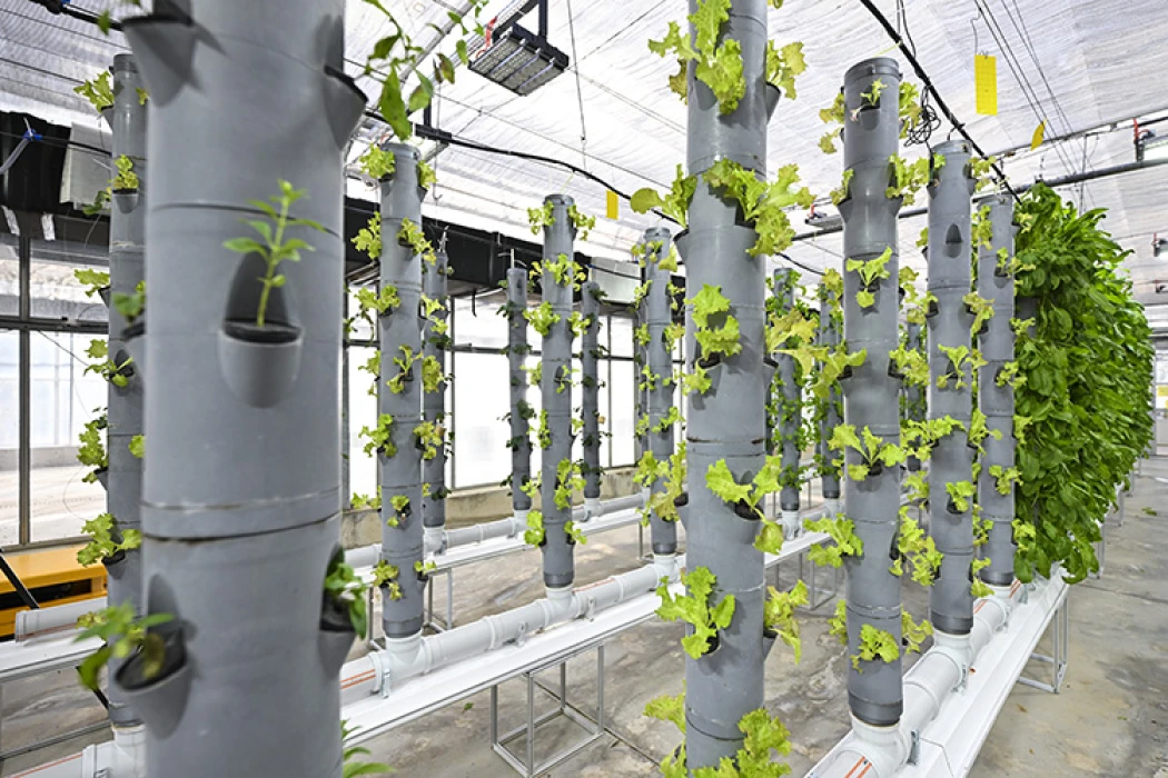 Topraksız dikey tarım uygulamaları enerjide tasarruf ve yüksek verimlilikle geleceğe umut oluyor