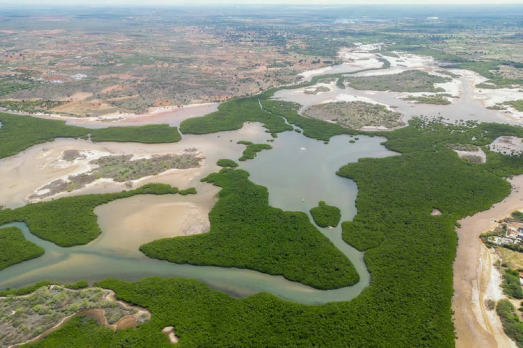Mangrov her yıl en az 65 milyar dolarlık hasarı önlüyor