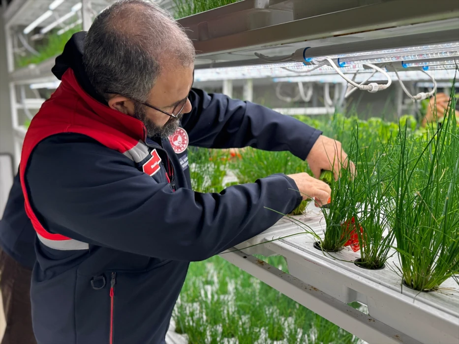 İstanbul Kapalı Dikey Tarım Uygulama Merkezi, megakentliler için çilek üretimine hazırlanıyor