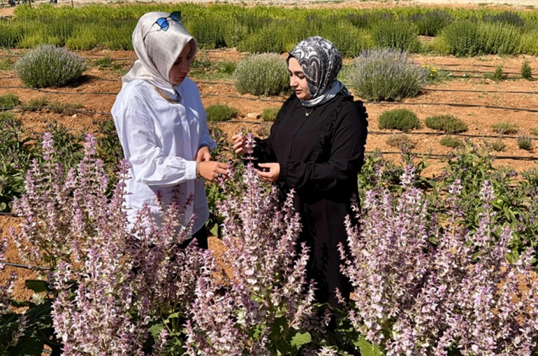 Kırşehir’de tıbbi aromatik bitkiler tarıma yön veriyor: 65 tür için çiftçiye yeni alternatif