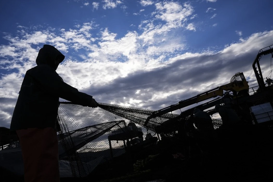 Yarısı tamamlanan av sezonunda hamsi ve sardalya yüz güldürdü