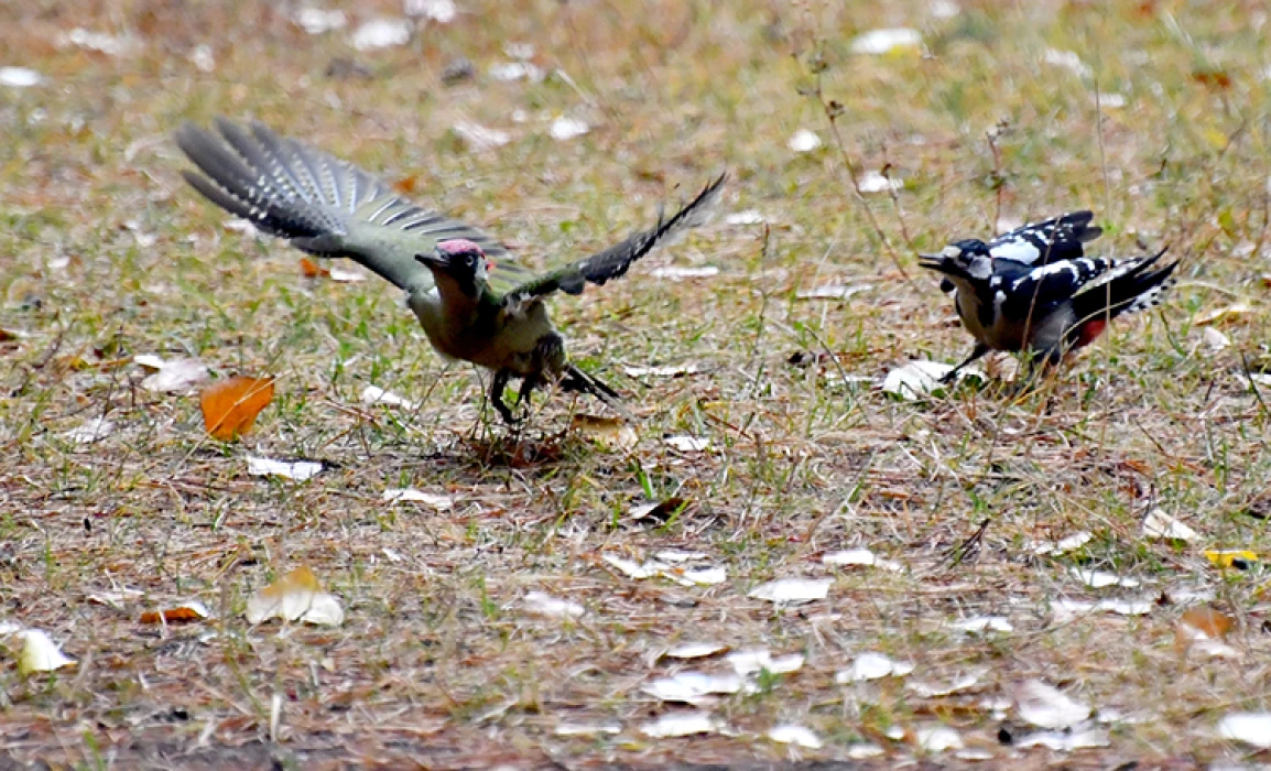 Kars'ta millet bahçesi yabani kuşlar ve sincaplarla renklendi