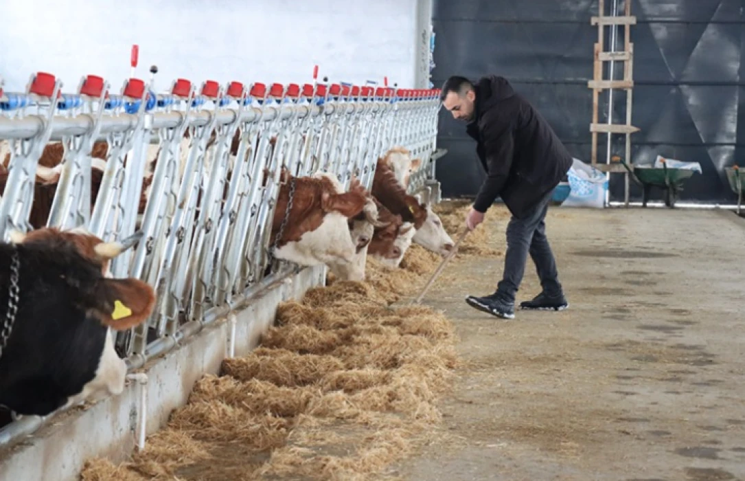 Genç girişimci devlet desteğiyle modern hayvancılığa geçti: Yüzde 50 hibeyle modern tesis