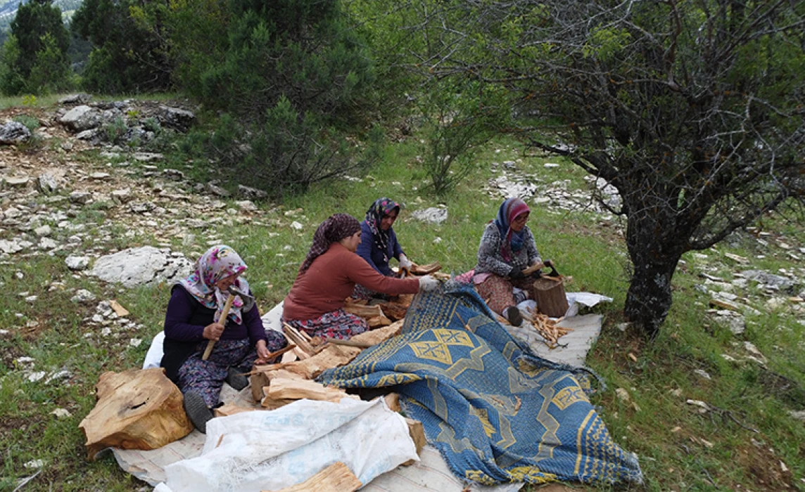 Antalya'da geleneksel yöntemlerle sedir katran yağı üretiliyor