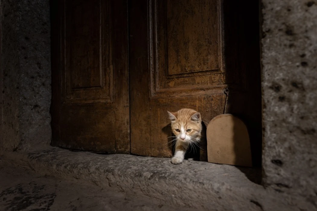 Topkapı Sarayı'nın kedi kapısı, Mülayim'in torunu Şerbet'le yeniden hayat buldu