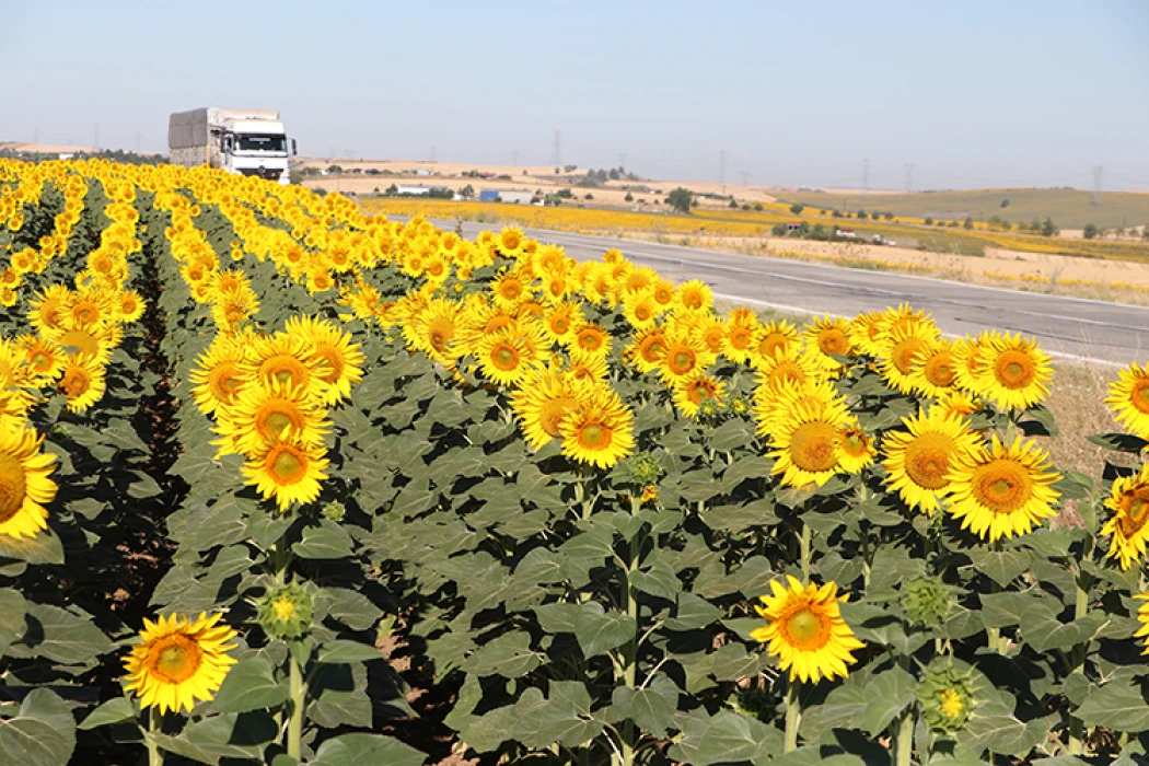 Tekirdağ'da gündöndü tarlaları sürücülerin rotasını renklendirdi