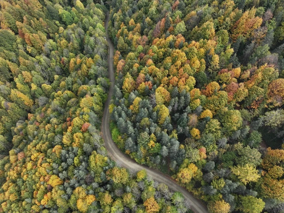Düzce, Sakarya ve Bolu'da sonbaharın tonları doğayı renklendirdi