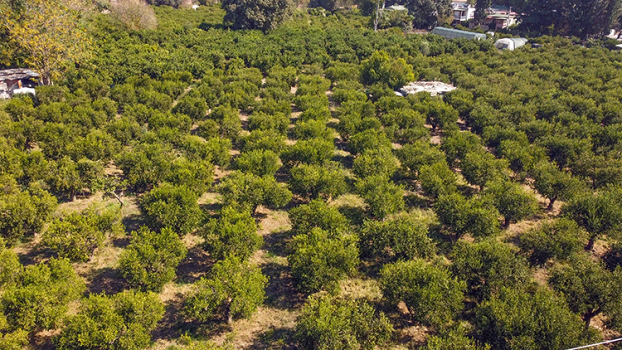 Coğrafi işaretli Bodrum mandalinasında rekolte beklentisi yüksek