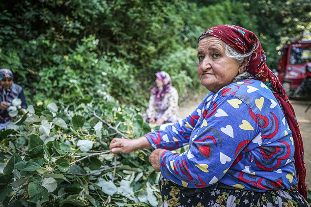 Bursa'daki ıhlamur ormanlarının verimi yüz güldürdü