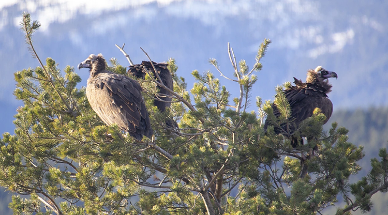 Akbabaların izi Bolu’da sürülüyor: Dört tür aynı istasyonda gözlemleniyor
