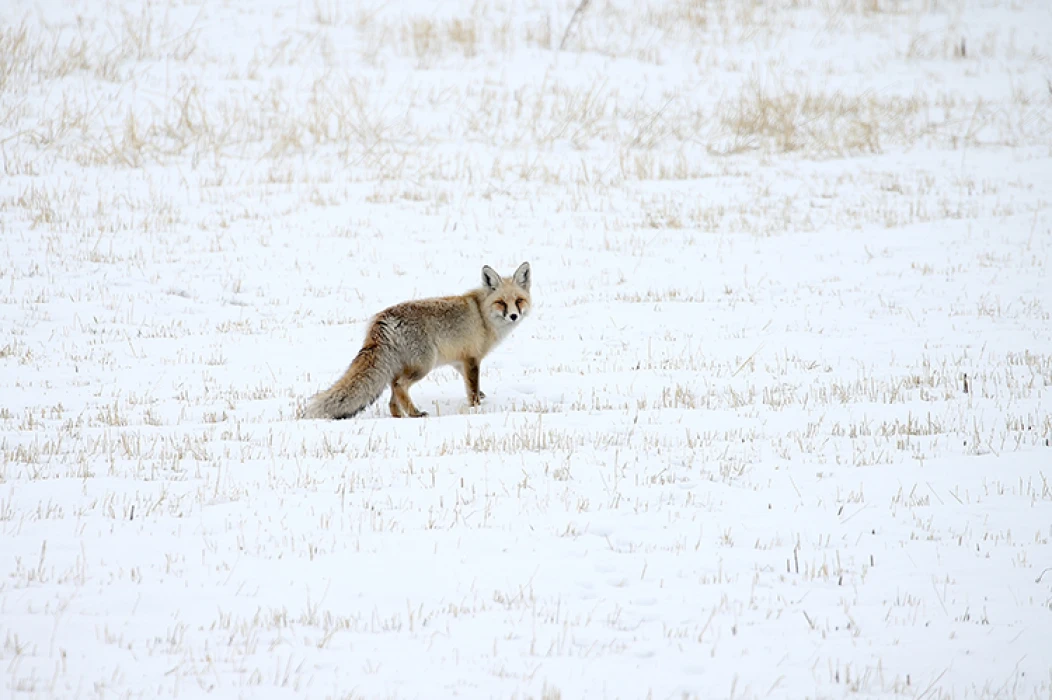 SON DAKİKA: Yurdun bazı kesimlerinde kar etkili oldu! İşte o kareler